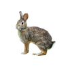rabbit